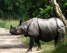 Wildlife Sanctuaries and Monsoon in Assam